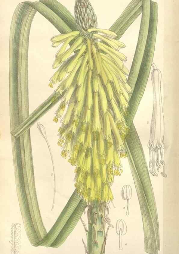 Reproducción/Reproduction 35439121035: Curtis's botanical magazine.. London ; New York [etc.] :Academic Press [etc.]