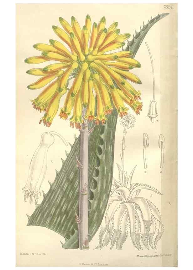 Reproducción/Reproduction 35439123155: Curtis's botanical magazine.. London ; New York [etc.] :Academic Press [etc.]