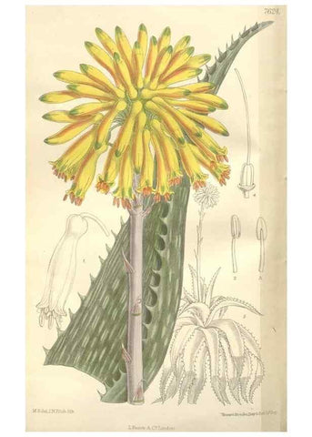 Reproducción/Reproduction 35439123155: Curtis's botanical magazine.. London ; New York [etc.] :Academic Press [etc.]