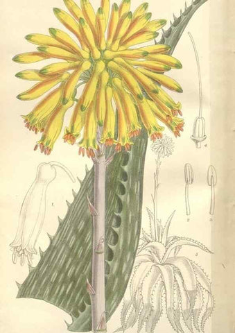 Reproducción/Reproduction 35439123155: Curtis's botanical magazine.. London ; New York [etc.] :Academic Press [etc.]