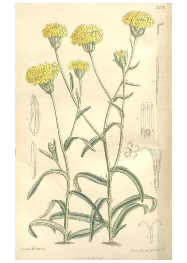 Reproducción/Reproduction 35439125745: Curtis's botanical magazine.. London ; New York [etc.] :Academic Press [etc.]
