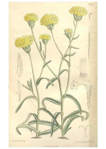 Reproducción/Reproduction 35439125745: Curtis's botanical magazine.. London ; New York [etc.] :Academic Press [etc.]