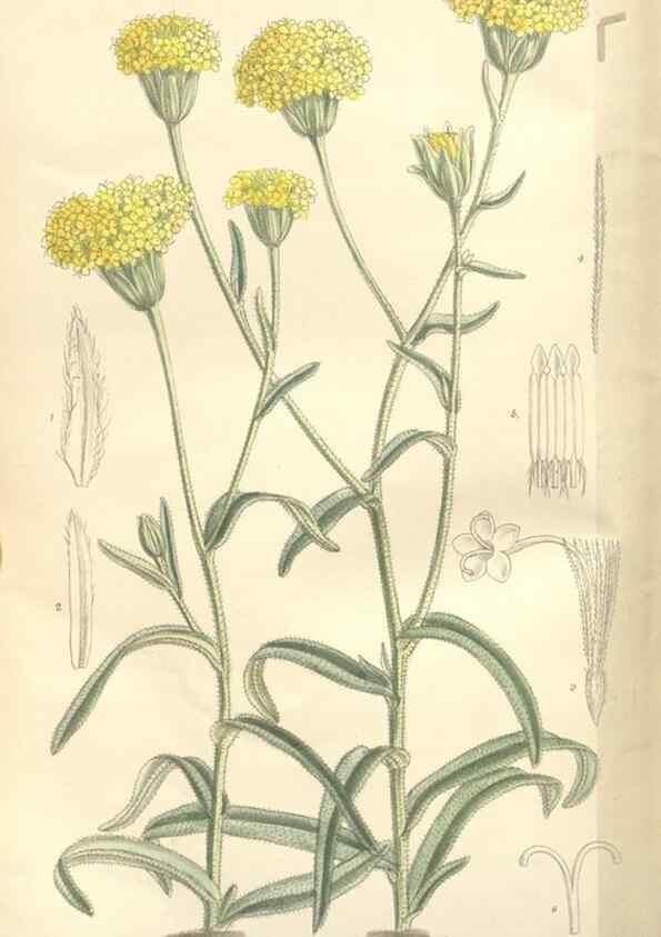Reproducción/Reproduction 35439125745: Curtis's botanical magazine.. London ; New York [etc.] :Academic Press [etc.]