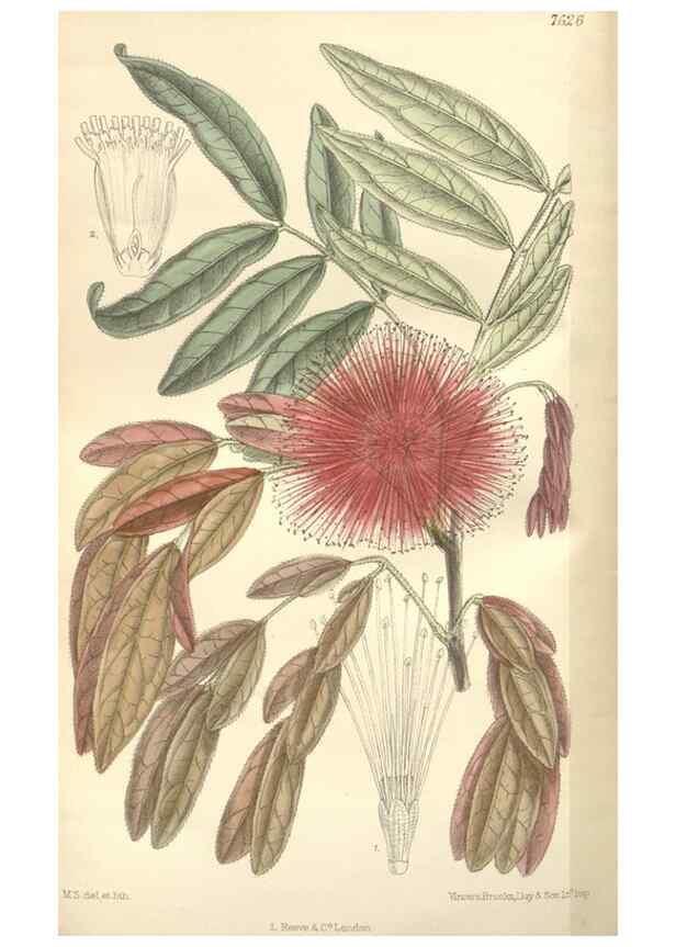 Reproducción/Reproduction 35439127655: Curtis's botanical magazine.. London ; New York [etc.] :Academic Press [etc.]