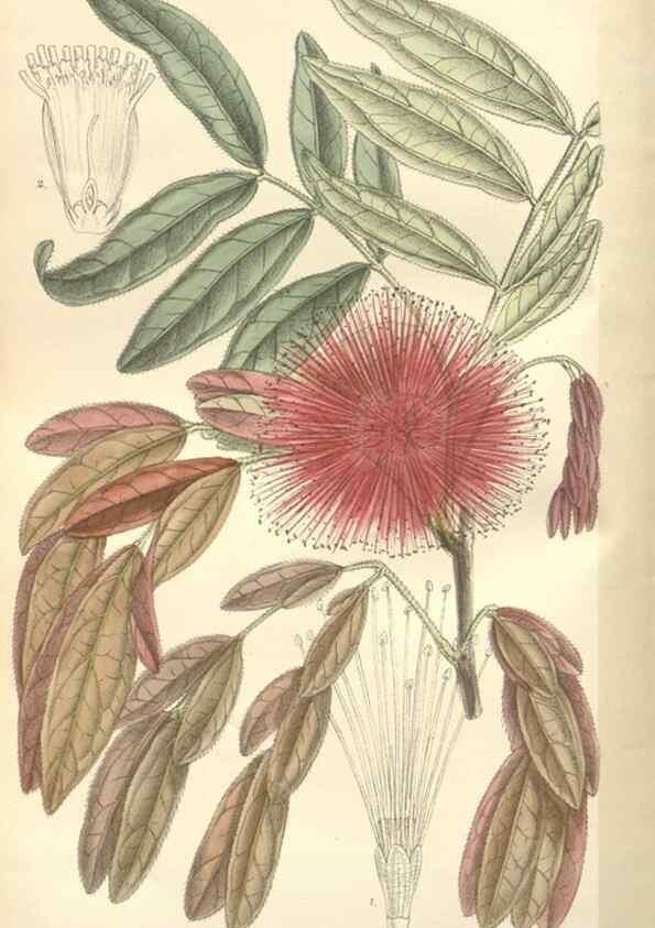 Reproducción/Reproduction 35439127655: Curtis's botanical magazine.. London ; New York [etc.] :Academic Press [etc.]
