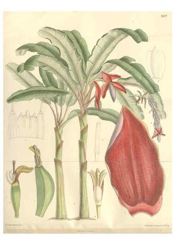 Reproducción/Reproduction 35439129455: Curtis's botanical magazine.. London ; New York [etc.] :Academic Press [etc.]