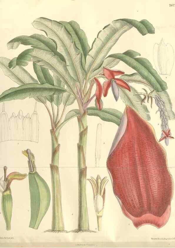 Reproducción/Reproduction 35439129455: Curtis's botanical magazine.. London ; New York [etc.] :Academic Press [etc.]