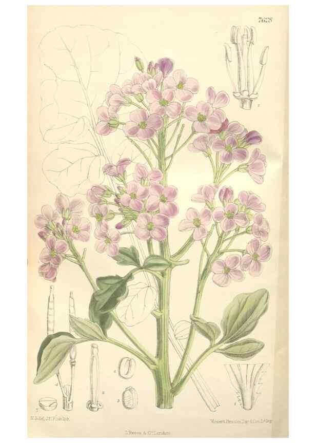 Reproducción/Reproduction 35439131325: Curtis's botanical magazine.. London ; New York [etc.] :Academic Press [etc.]