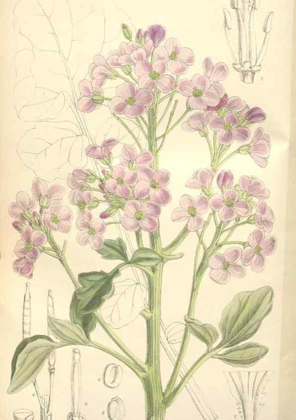 Reproducción/Reproduction 35439131325: Curtis's botanical magazine.. London ; New York [etc.] :Academic Press [etc.]