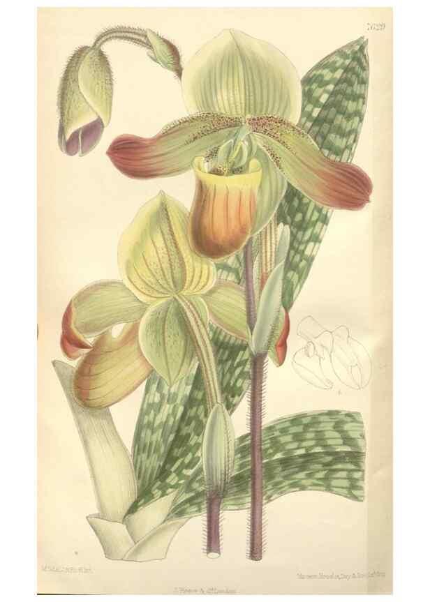 Reproducción/Reproduction 35439133515: Curtis's botanical magazine.. London ; New York [etc.] :Academic Press [etc.]