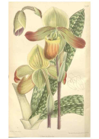 Reproducción/Reproduction 35439133515: Curtis's botanical magazine.. London ; New York [etc.] :Academic Press [etc.]