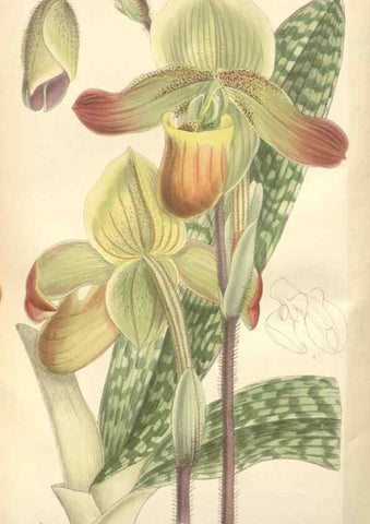 Reproducción/Reproduction 35439133515: Curtis's botanical magazine.. London ; New York [etc.] :Academic Press [etc.]