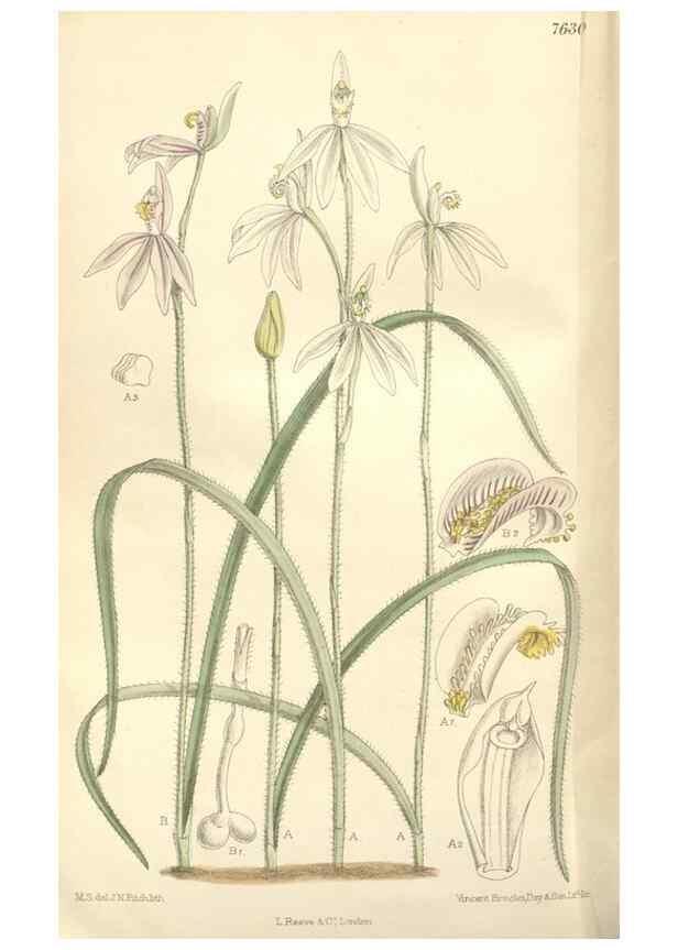 Reproducción/Reproduction 35272524992: Curtis's botanical magazine.. London ; New York [etc.] :Academic Press [etc.]