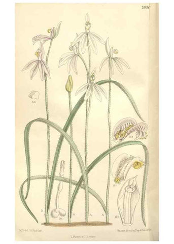 Reproducción/Reproduction 35272524992: Curtis's botanical magazine.. London ; New York [etc.] :Academic Press [etc.]