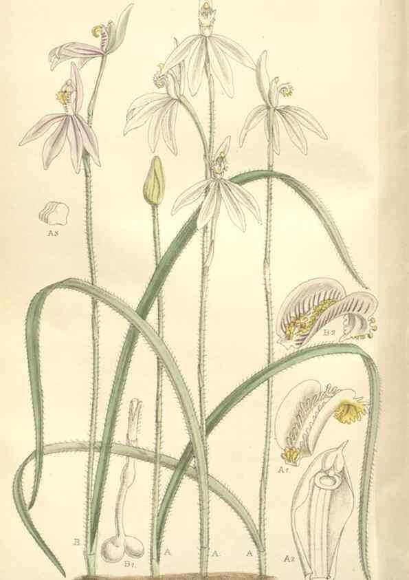 Reproducción/Reproduction 35272524992: Curtis's botanical magazine.. London ; New York [etc.] :Academic Press [etc.]