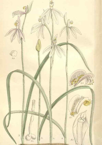 Reproducción/Reproduction 35272524992: Curtis's botanical magazine.. London ; New York [etc.] :Academic Press [etc.]