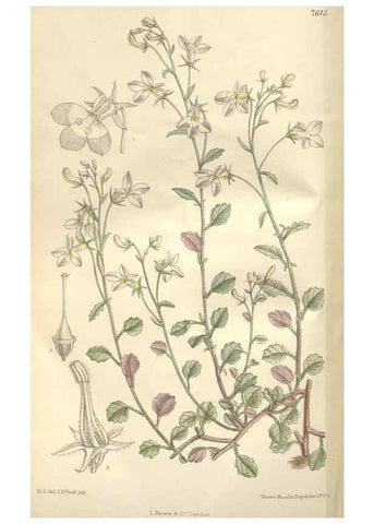 Reproducción/Reproduction 35439094505: Curtis's botanical magazine.. London ; New York [etc.] :Academic Press [etc.]