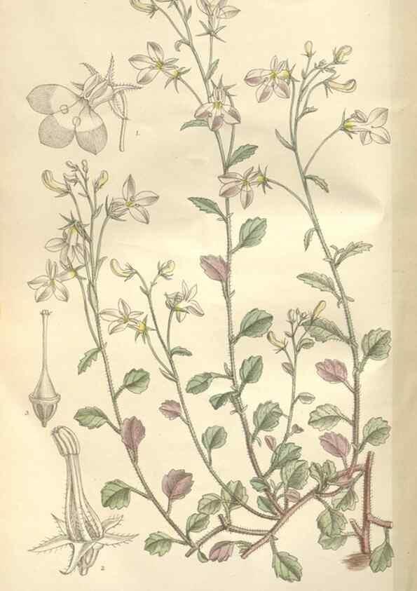 Reproducción/Reproduction 35439094505: Curtis's botanical magazine.. London ; New York [etc.] :Academic Press [etc.]