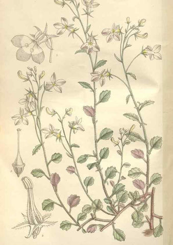 Reproducción/Reproduction 35439094505: Curtis's botanical magazine.. London ; New York [etc.] :Academic Press [etc.]