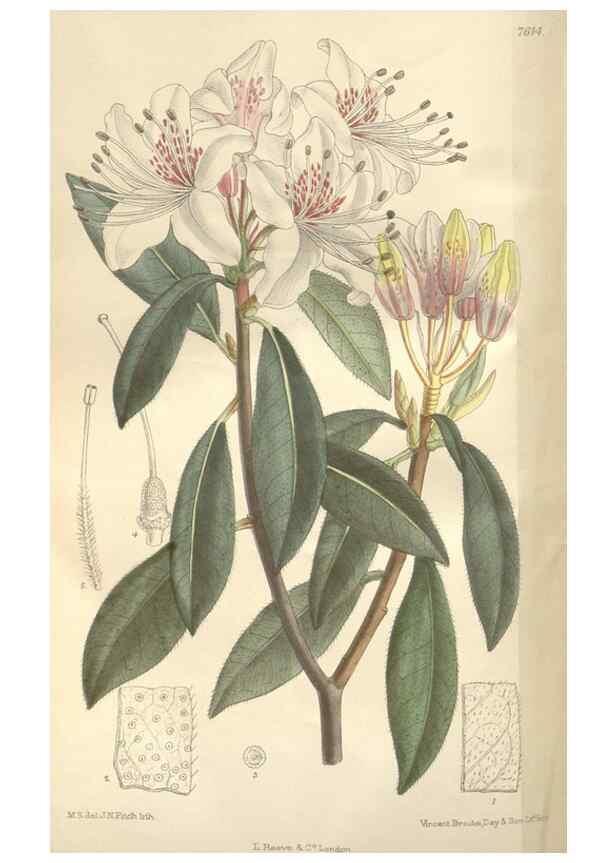 Reproducción/Reproduction 34597335284: Curtis's botanical magazine.. London ; New York [etc.] :Academic Press [etc.]