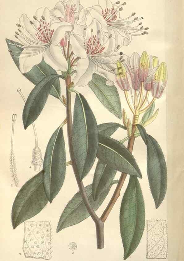 Reproducción/Reproduction 34597335284: Curtis's botanical magazine.. London ; New York [etc.] :Academic Press [etc.]