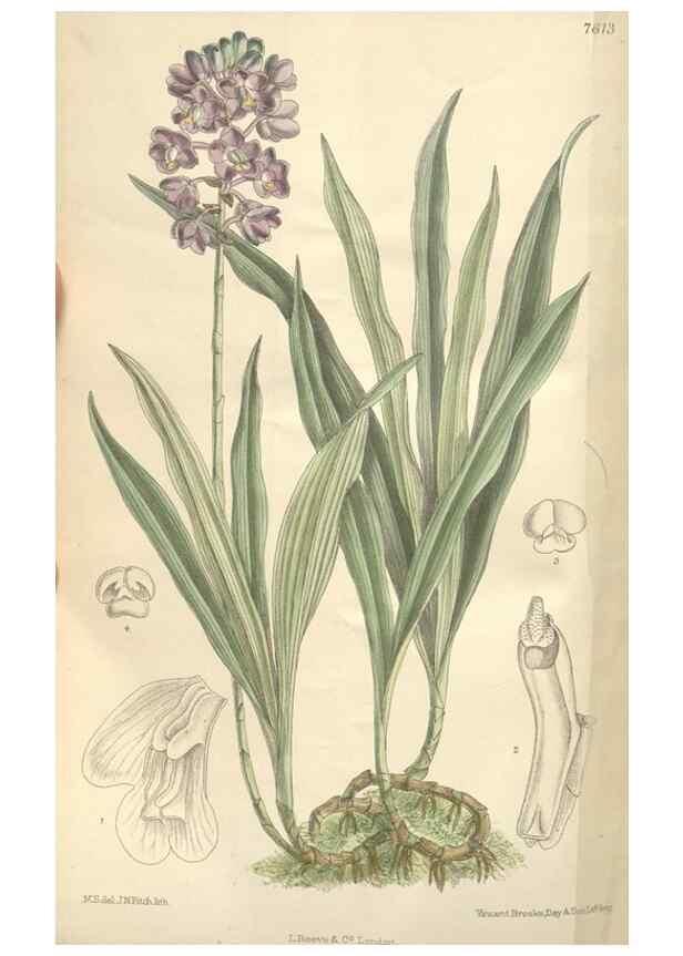 Reproducción/Reproduction 35272509932: Curtis's botanical magazine.. London ; New York [etc.] :Academic Press [etc.]