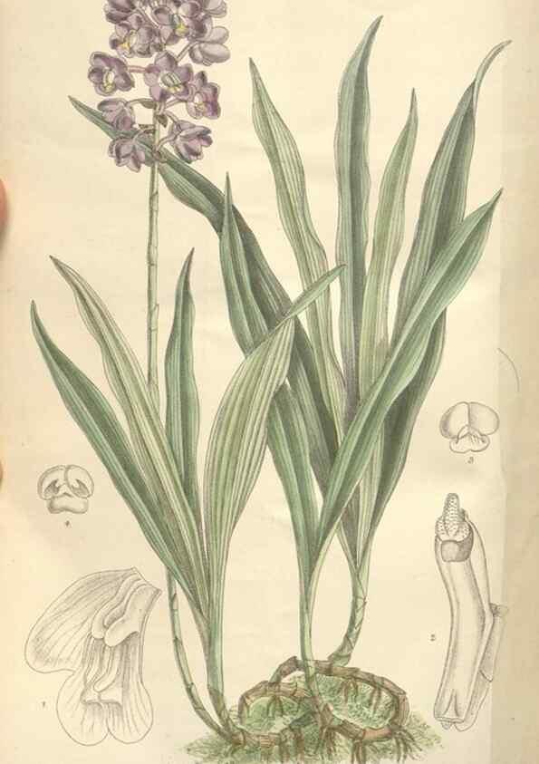 Reproducción/Reproduction 35272509932: Curtis's botanical magazine.. London ; New York [etc.] :Academic Press [etc.]