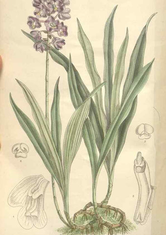 Reproducción/Reproduction 35272509932: Curtis's botanical magazine.. London ; New York [etc.] :Academic Press [etc.]