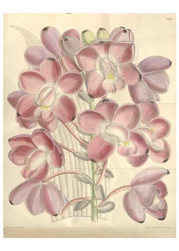 Reproducción/Reproduction 35272508282: Curtis's botanical magazine.. London ; New York [etc.] :Academic Press [etc.]