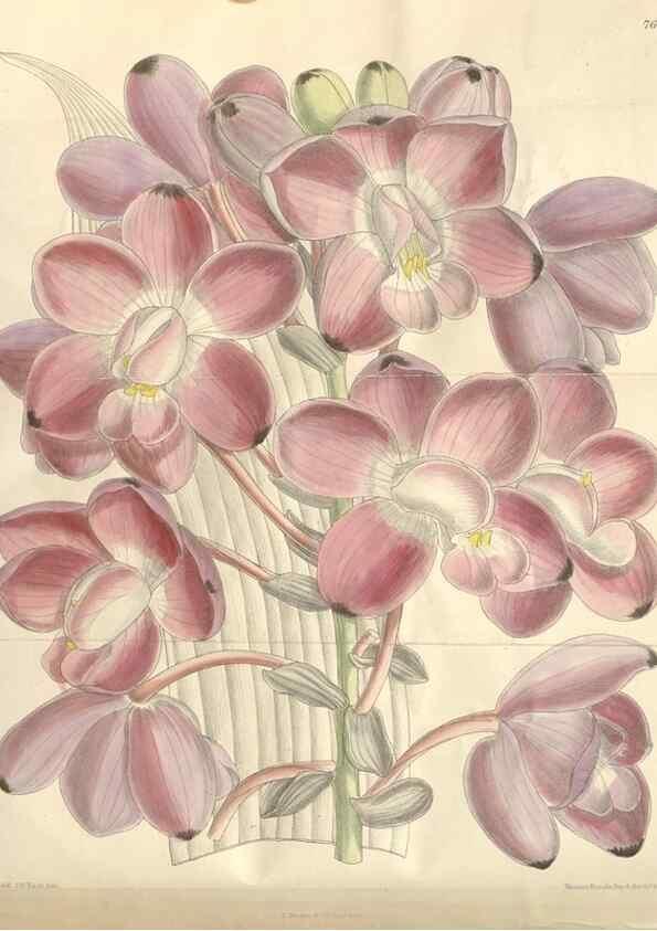 Reproducción/Reproduction 35272508282: Curtis's botanical magazine.. London ; New York [etc.] :Academic Press [etc.]