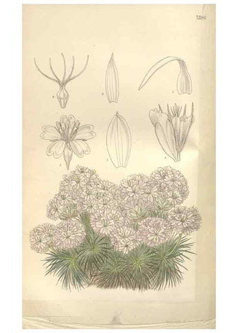 Reproducción/Reproduction 35309414831: Curtis's botanical magazine.. London ; New York [etc.] :Academic Press [etc.]
