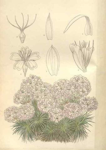Reproducción/Reproduction 35309414831: Curtis's botanical magazine.. London ; New York [etc.] :Academic Press [etc.]