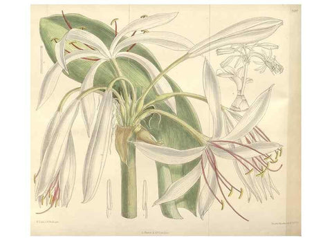Reproducción/Reproduction 35439060215: Curtis's botanical magazine.. London ; New York [etc.] :Academic Press [etc.]