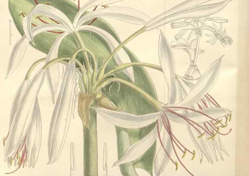 Reproducción/Reproduction 35439060215: Curtis's botanical magazine.. London ; New York [etc.] :Academic Press [etc.]