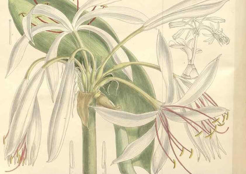 Reproducción/Reproduction 35439060215: Curtis's botanical magazine.. London ; New York [etc.] :Academic Press [etc.]