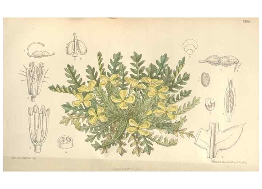 Reproducción/Reproduction 35439061135: Curtis's botanical magazine.. London ; New York [etc.] :Academic Press [etc.]