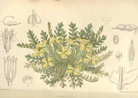 Reproducción/Reproduction 35439061135: Curtis's botanical magazine.. London ; New York [etc.] :Academic Press [etc.]