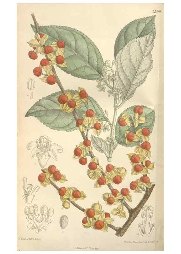 Reproducción/Reproduction 35439062605: Curtis's botanical magazine.. London ; New York [etc.] :Academic Press [etc.]