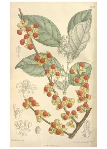Reproducción/Reproduction 35439062605: Curtis's botanical magazine.. London ; New York [etc.] :Academic Press [etc.]