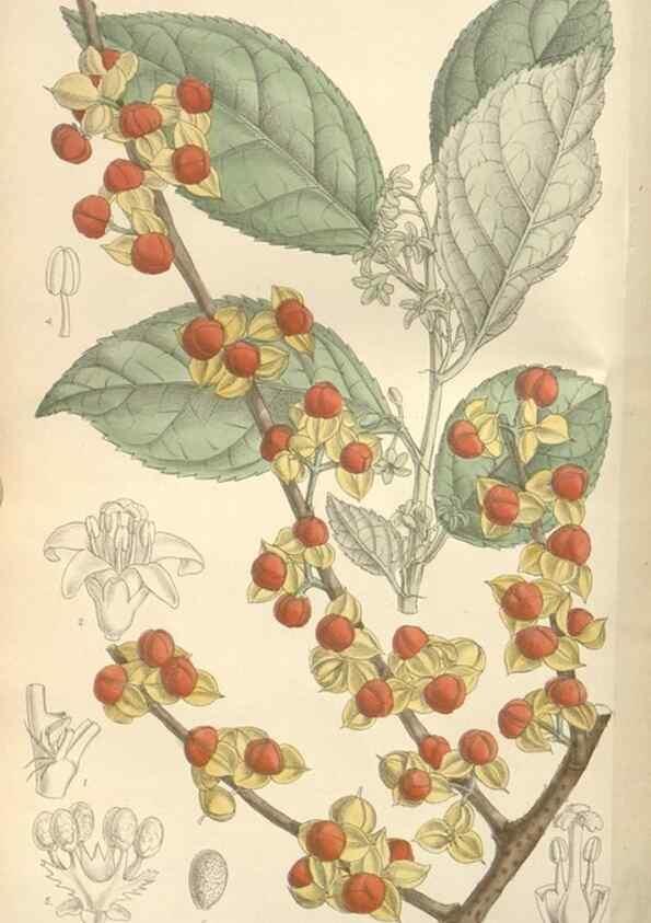 Reproducción/Reproduction 35439062605: Curtis's botanical magazine.. London ; New York [etc.] :Academic Press [etc.]