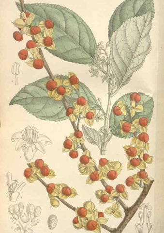 Reproducción/Reproduction 35439062605: Curtis's botanical magazine.. London ; New York [etc.] :Academic Press [etc.]