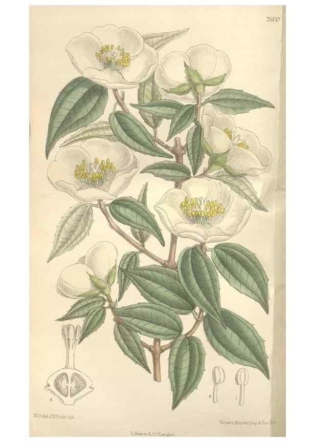 Reproducción/Reproduction 35439064505: Curtis's botanical magazine.. London ; New York [etc.] :Academic Press [etc.]