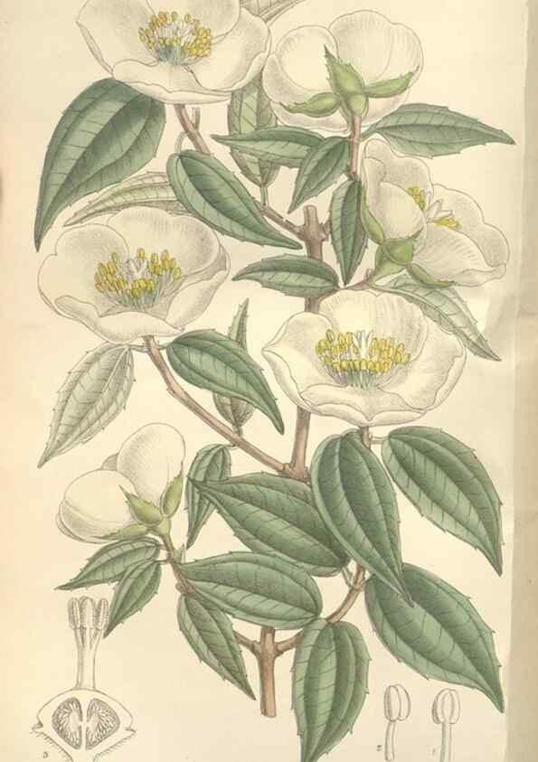 Reproducción/Reproduction 35439064505: Curtis's botanical magazine.. London ; New York [etc.] :Academic Press [etc.]