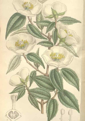 Reproducción/Reproduction 35439064505: Curtis's botanical magazine.. London ; New York [etc.] :Academic Press [etc.]