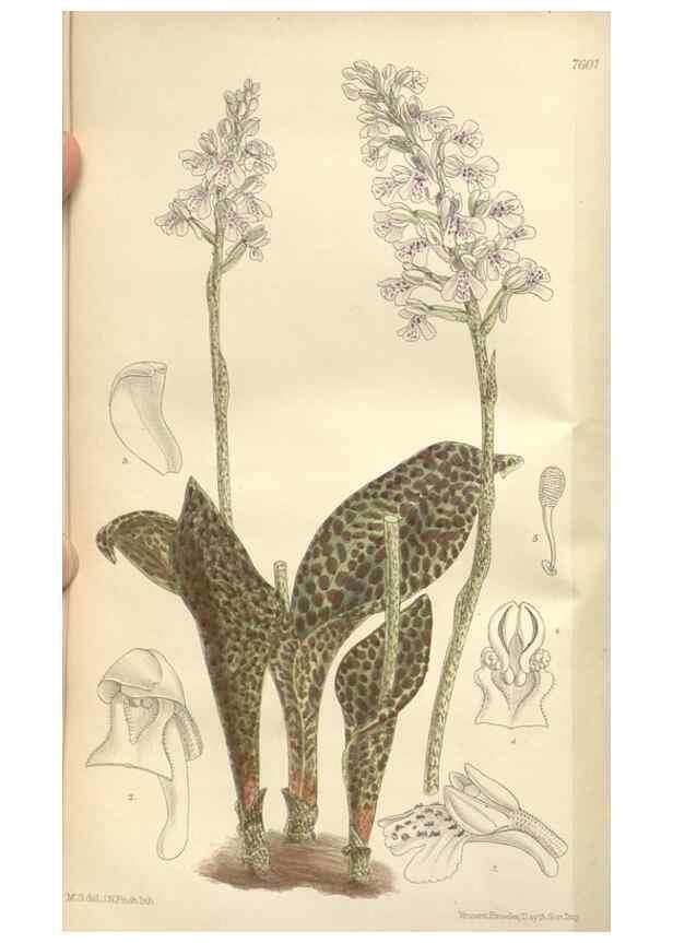 Reproducción/Reproduction 35439066815: Curtis's botanical magazine.. London ; New York [etc.] :Academic Press [etc.]
