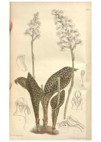 Reproducción/Reproduction 35439066815: Curtis's botanical magazine.. London ; New York [etc.] :Academic Press [etc.]
