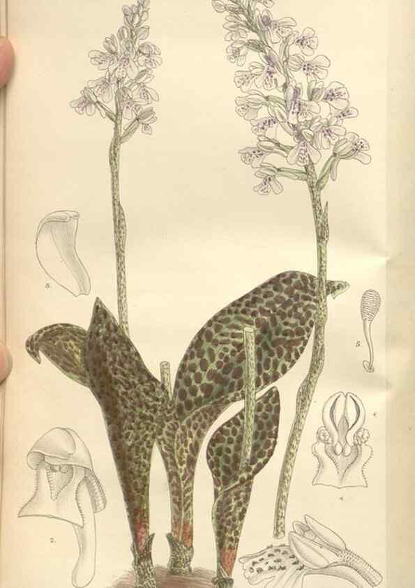 Reproducción/Reproduction 35439066815: Curtis's botanical magazine.. London ; New York [etc.] :Academic Press [etc.]