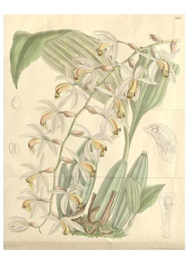 Reproducción/Reproduction 35052096740: Curtis's botanical magazine.. London ; New York [etc.] :Academic Press [etc.]
