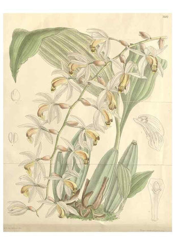 Reproducción/Reproduction 35052096740: Curtis's botanical magazine.. London ; New York [etc.] :Academic Press [etc.]