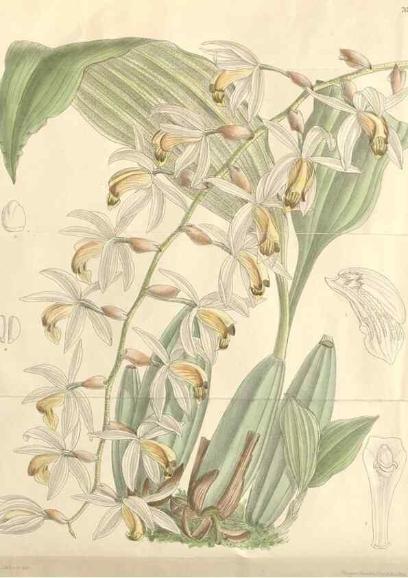 Reproducción/Reproduction 35052096740: Curtis's botanical magazine.. London ; New York [etc.] :Academic Press [etc.]